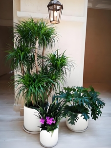 速看！宁波花木出租方案，点亮你的环境！